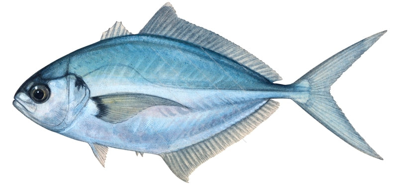 Blackfin Scad