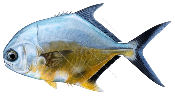 Blackblotch Pompano