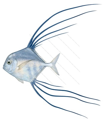 Pennantfish,Juvenile