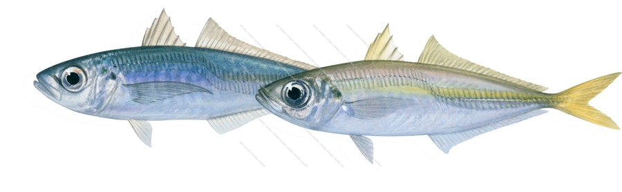 Yellowtail, two Adults