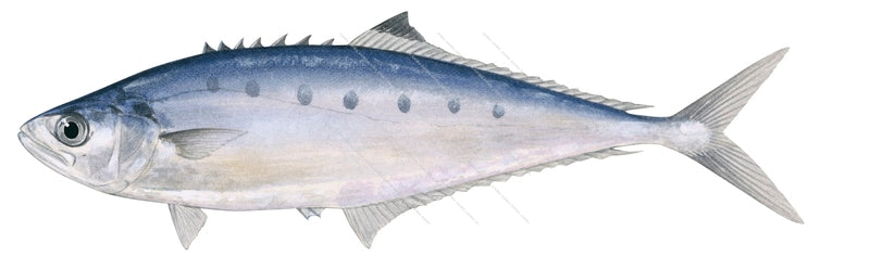 Needleskin Queenfish