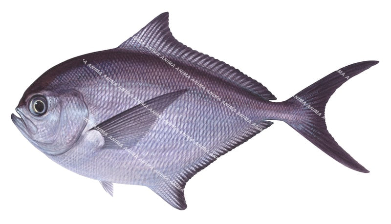 high quality realistic illustration of the Ray's Bream,Brama brama