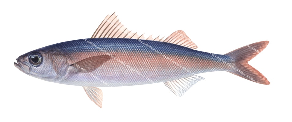 accurate illustration of the Redbait, Emmelichthys nitidus