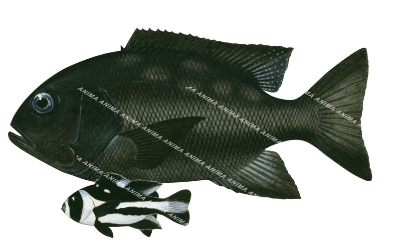 An illustration of the Adult and Juvenile Black and White Snapper on white background, the adult is almost entirely black and the juvenile, black and white colour.