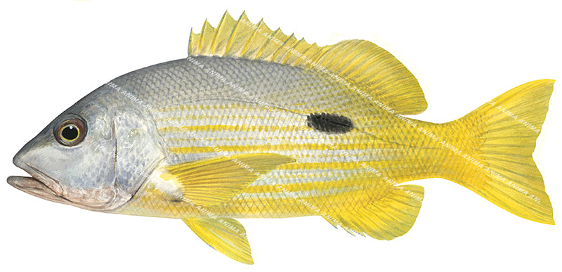 Blackspot Snapper