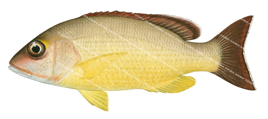 Blacktail Snapper