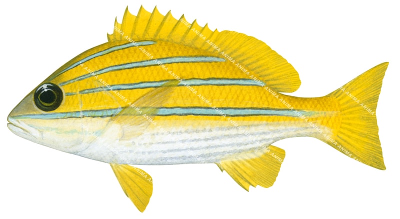 A detailed illustration of a Bluestripe Snapper fish with yellow body colours with blue stripes