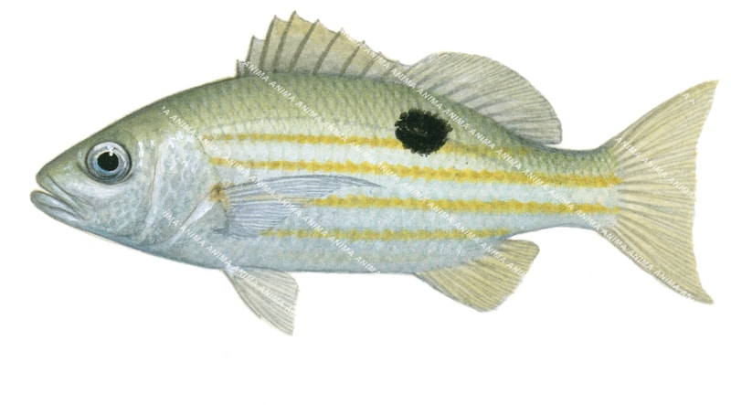 Ehrenberg's Snapper