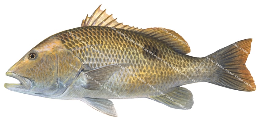 Golden Snapper-1