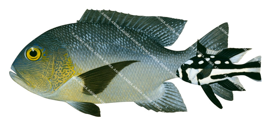 Midnight Snapper Adult and Juvenile