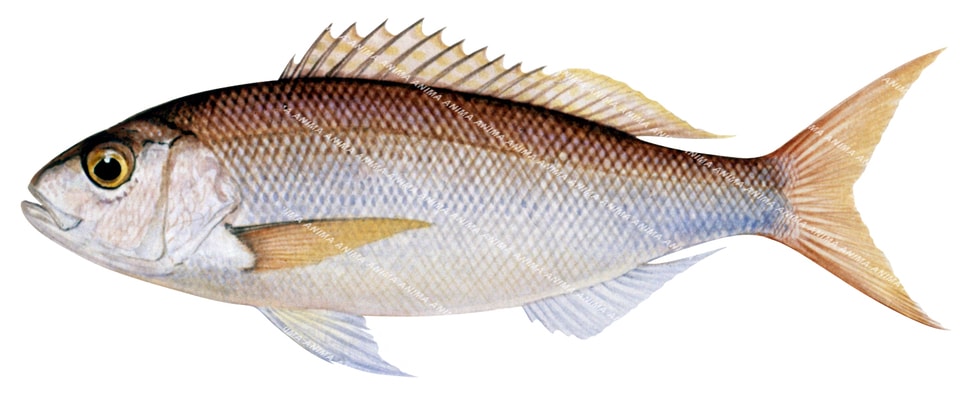 Rosy Snapper-2