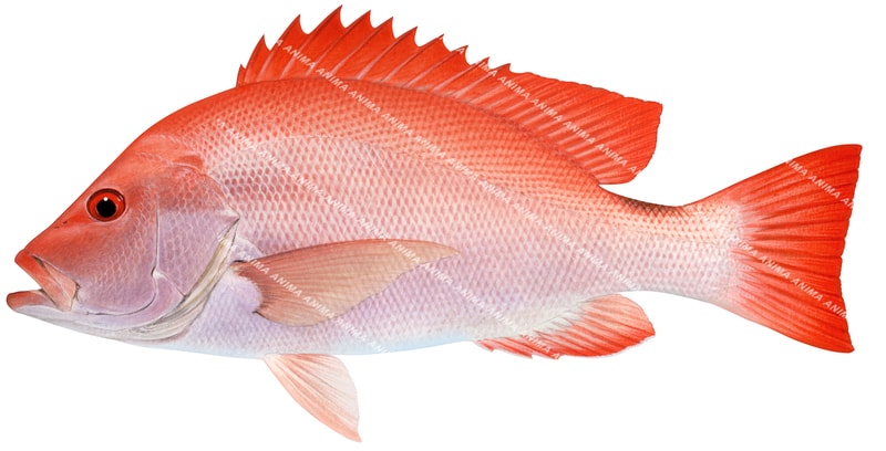 Saddletail Snapper-2