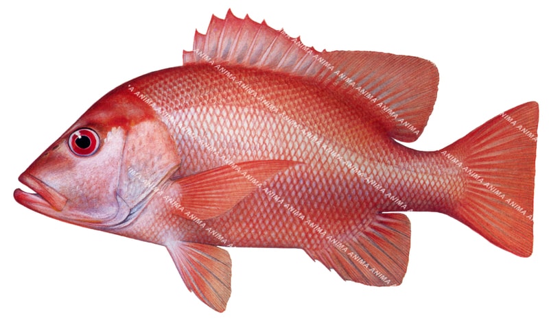 Saddletail Snapper-3