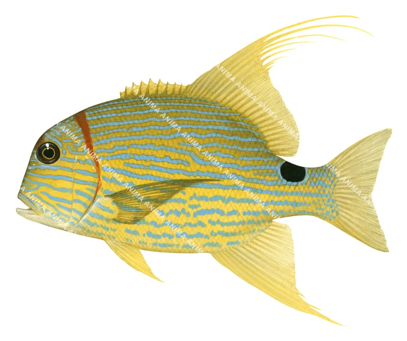 Sailfin Snapper