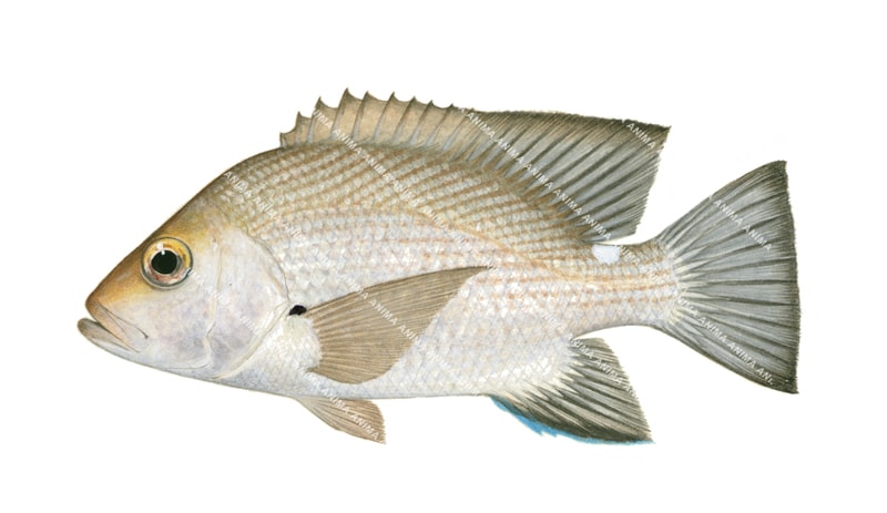 Timor Snapper