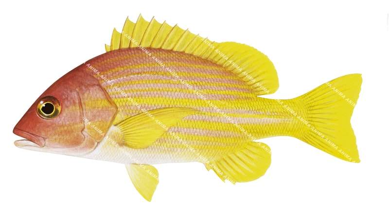 An illustration of the Yellowlined Snapper displayed on white background, side view with a pale red head all its fins bright yellow colours and yellow and pale red stripes on its side.