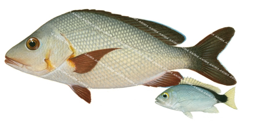 Paddletail, Adult and Juvenile