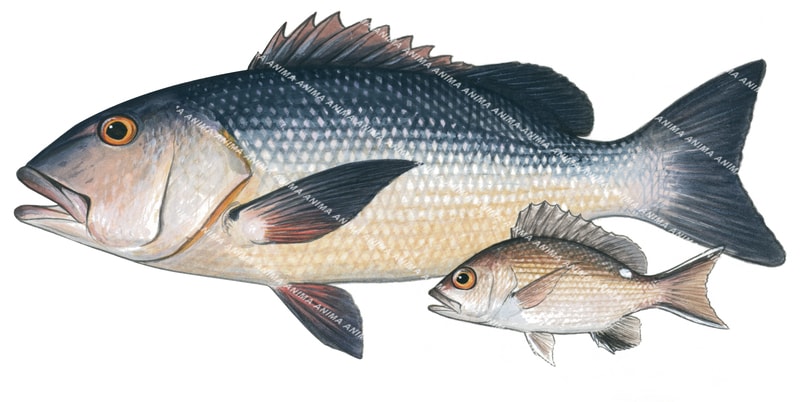 Red Bass, Adult and Juvenile