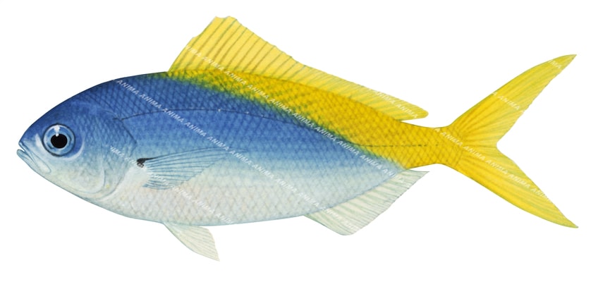 Accurate illustration of Blue Fusilier shown in profile against a white background with fine anatomical details. Only bright blue and bright yellow on the upper back side of its body.