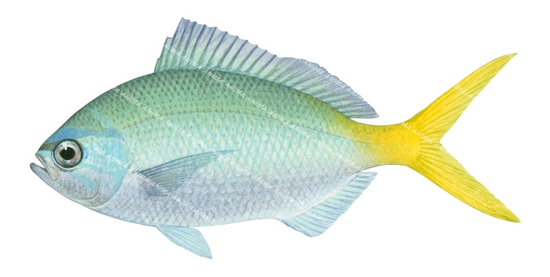 Yellowtail Fusilier-2