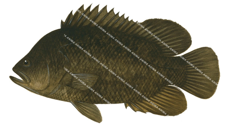 An illustration of the Tripletail on white background and side view. very dark brown in colour all over its body.