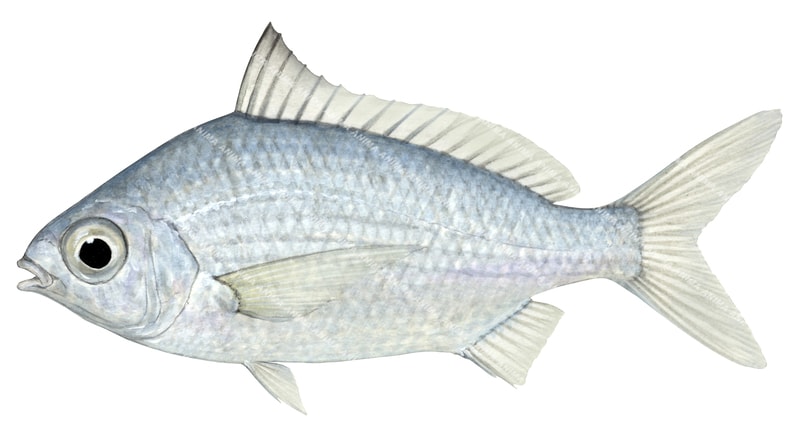 accurate, detailed illustration of the Common Silverbiddy,Gerres subfasciatus