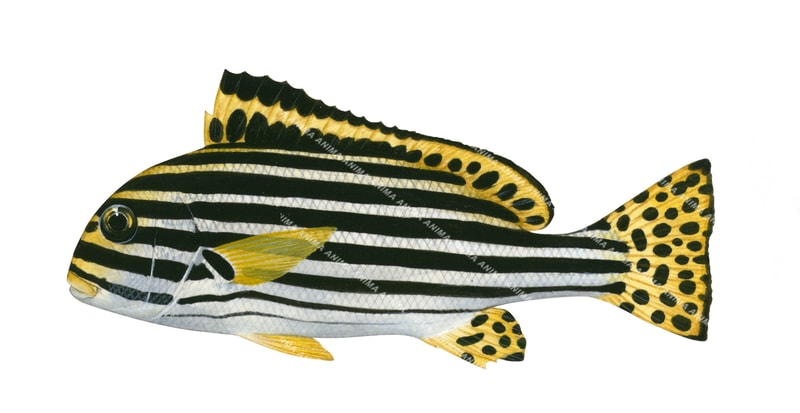 A Scientific illustration of the Oriental Sweetlips on white background with black and yellow stripes on its body and black spots on its tail.