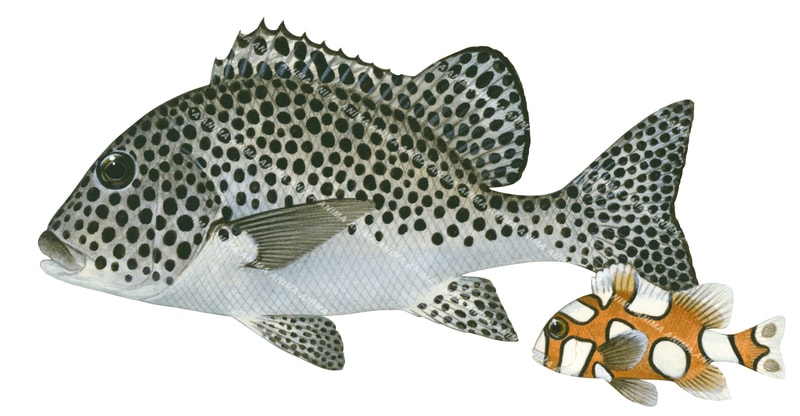 Spotted Sweetlips, Adult and Juvenile