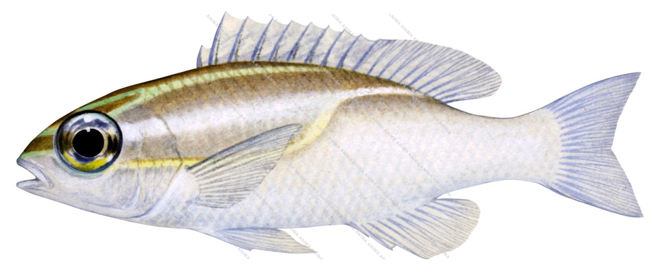 Threeline Monocle Bream