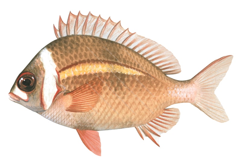 Whitecheek Monocle Bream
