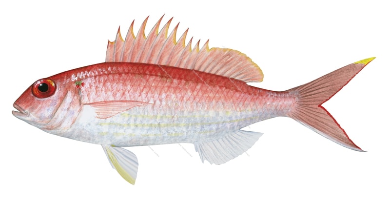 Notched Threadfin Bream