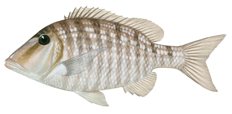 A realistic illustration of a Bluespotted Emperor fish, Lethrinus hutchinsi, on white backgroundand lateral view.