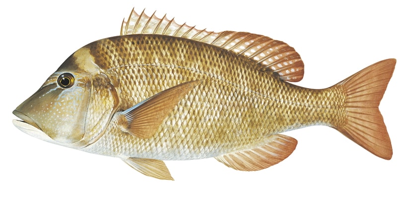 A realistic illustration of a Grass Emperor fish, Lethrinus laticaudis, with a predominantly golden color and light blue markings on its head and ventral fins.