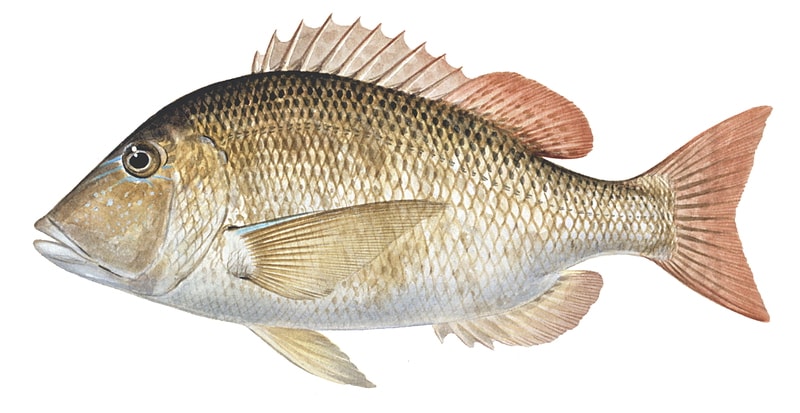 An accurate illustration of a Grass Emperor fish with a predominantly golden and light brown body, red annal fins, and blue marking around its eyes.