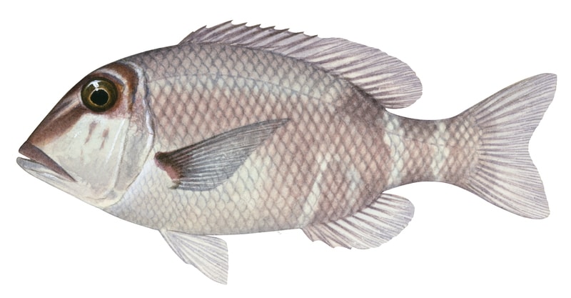 A realistic illustration of a Longfin Emperor fish,with a white and pink speckled pattern on its body and long fins.