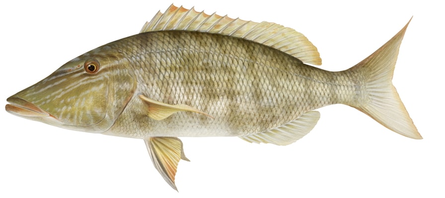 Realistic, detailed illustration of the Longnose Emperor on white background, with its elongate body and large mouth, the fish body is mostly mottled brown, beige, and white colouring with large darker brown stripes.