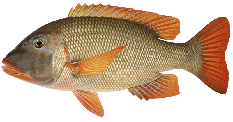 An accurate illustration of an Orangespotted Emperor fish with a predominantly orange and red coloration on fins and lips, and a brown colour body.