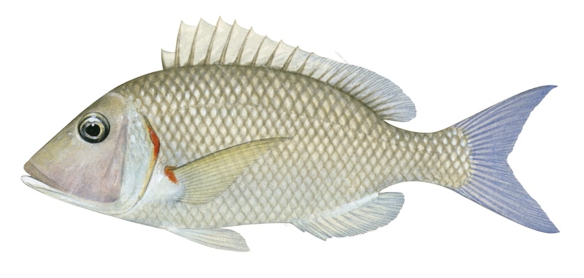 A realistic illustration of a Redspot Emperor fish, Lethrinus lentjan, with a distinctive red spot on its side, artistically depicted in a monochrome palette, its blue caudal fin is indented.