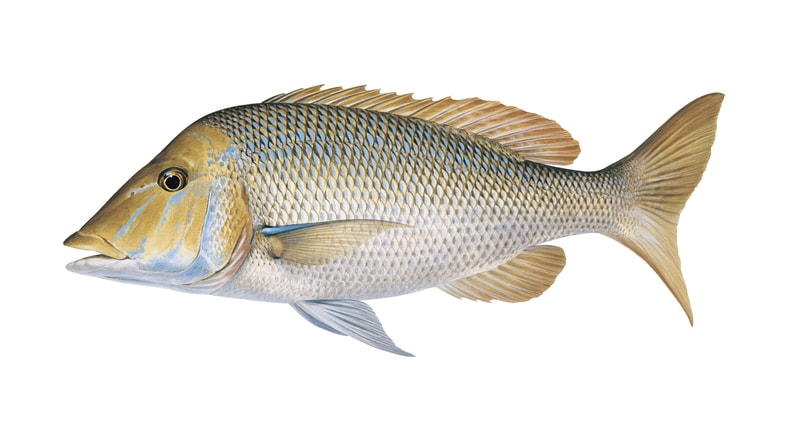 A realistic, accurate illustration of the Spangled Emperor on white background, side view, with a predominantly blue and gold coloration.