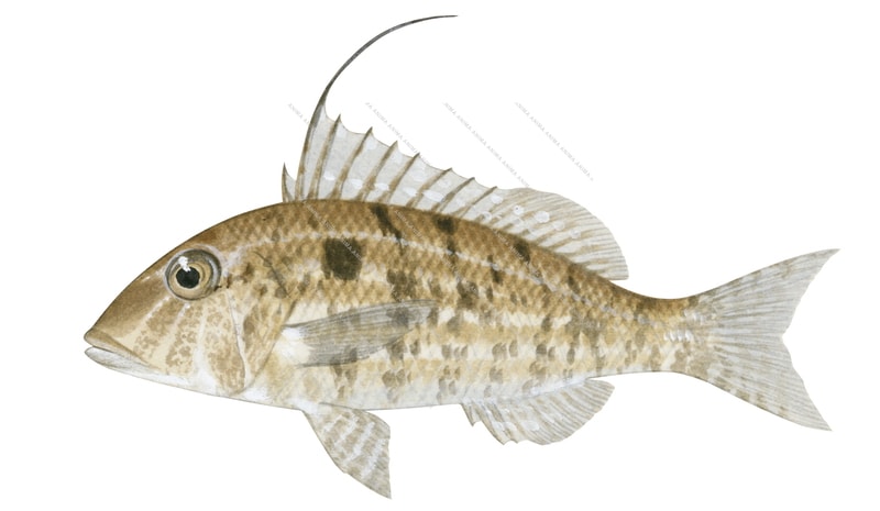 A detailed illustration of a Threadfin Emperor on white background, side view.