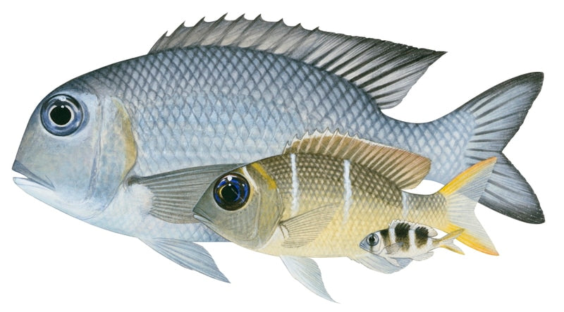 Bigeye Seabream,Adult,Immature and Juvenile