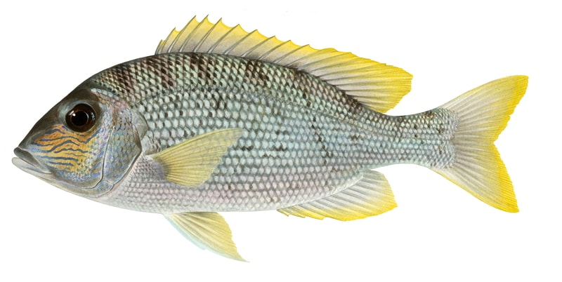 Robinson's Seabream
