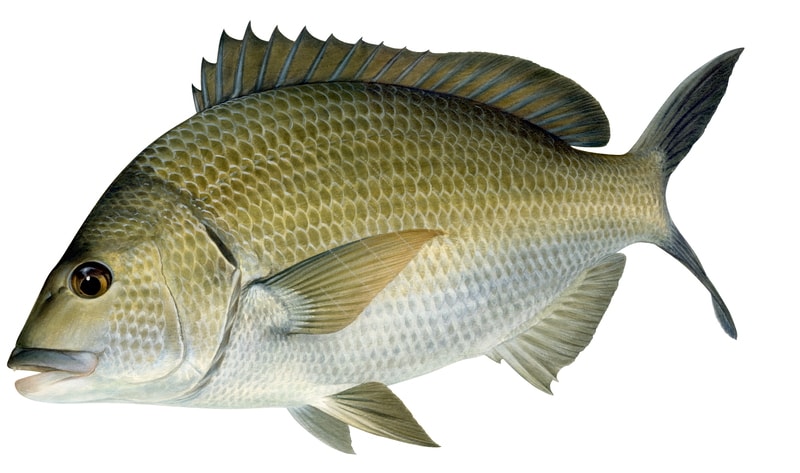 Detailed illustration of the Black Bream on white background and side view displaying the Black Bream swimming.