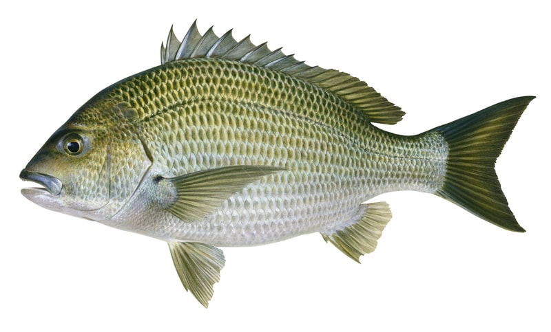 Realistic, accurate illustration of a Black Bream on white background displaying the fish in side view with its greenish body colour and brown indented caudal fin.