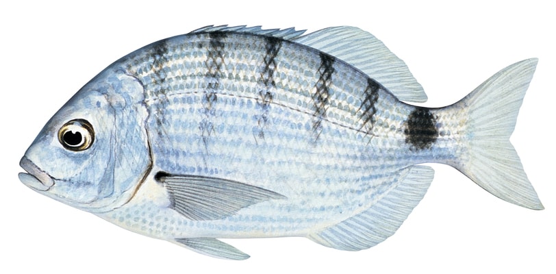 Fish illustration on white background of the White Seabream, lateral view.