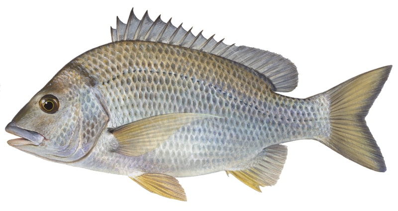 A scientific illustration of a yellowfin bream fish on a white background, lateral view.