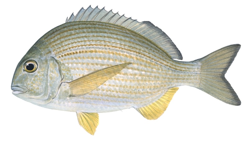 Fish illustration on white background of the Tarwine, lateral view, colourful.