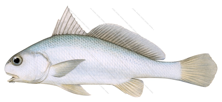 Bigeye Croaker