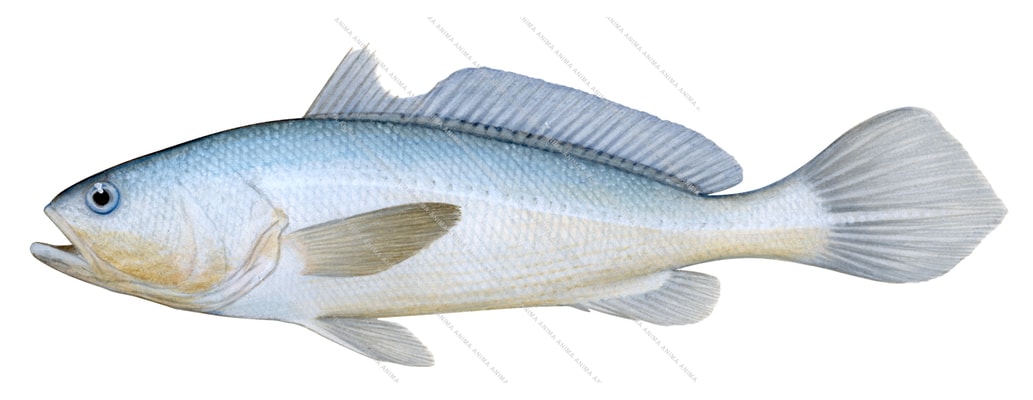Fish illustration on white background of the Smalleye Pacific Croaker, lateral view with its grey pointed caudal fin, the fish has a blue colour on its back and light orange on its ventral side.