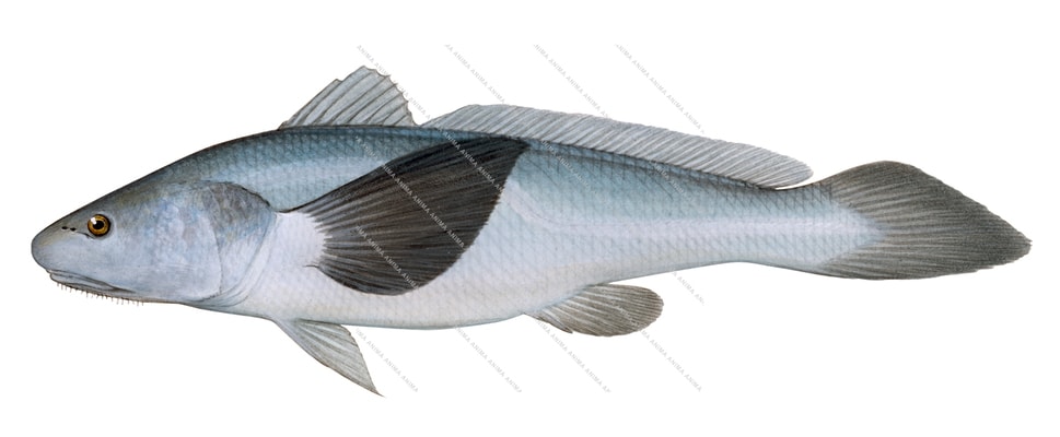 Peter's Croaker